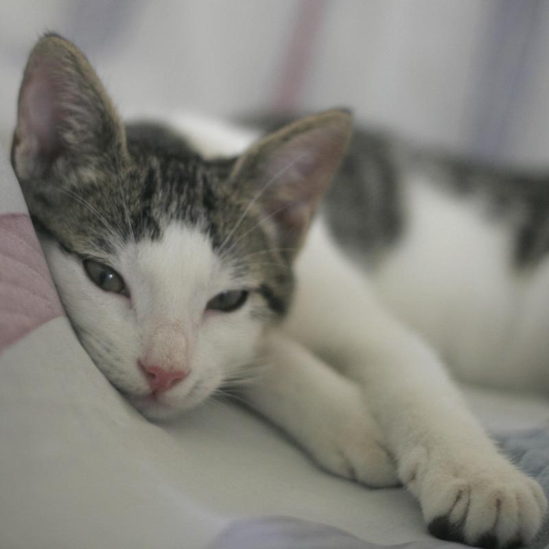 Alex at Rest