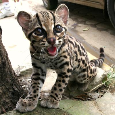 Lucky the Margay