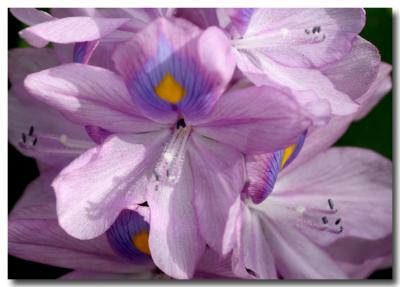 07 June 2005 - Cebu City Purple Flower.jpg