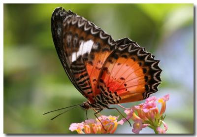 12 June 2005 - Butterfly Garden 02.jpg