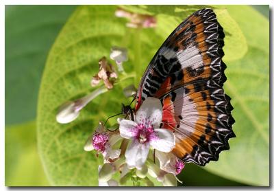 12 June 2005 - Butterfly Garden 03.jpg