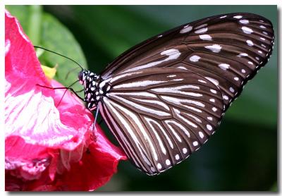 12 June 2005 - Butterfly Garden 06.jpg