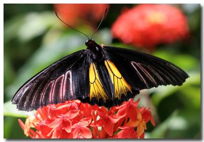 12 June 2005 - Butterfly Garden 07.jpg