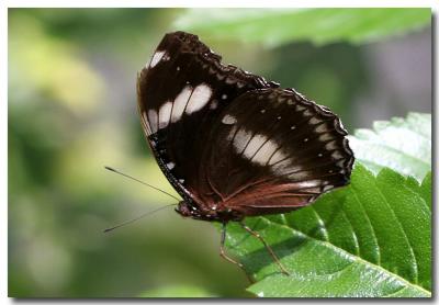 12 June 2005 - Butterfly Garden 10.jpg