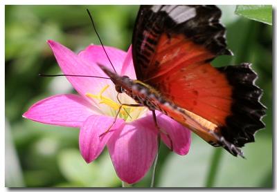 12 June 2005 - Butterfly Garden 11.jpg