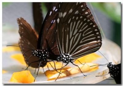 12 June 2005 - Butterfly Garden 12.jpg