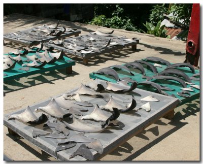 Shark Fins for Sale