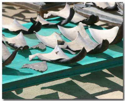 Shark Fins for Sale