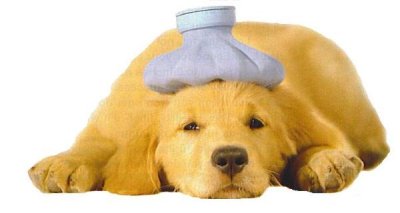 puppy.jpg