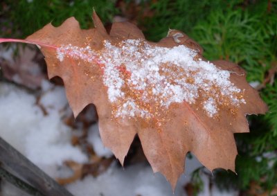 First Snow 2007.JPG