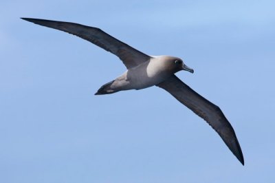 Light-mantled Albatross