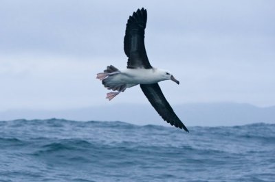 Black-browed Albatross