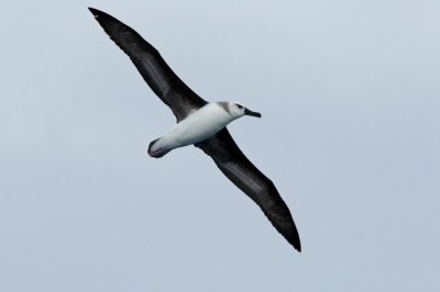 Grey-headed Albatross