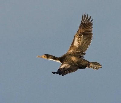 Bounty Island Shag