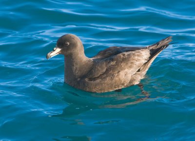 Westland Petrel