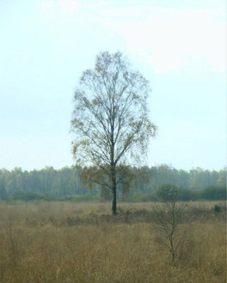 de mooie berk.JPG