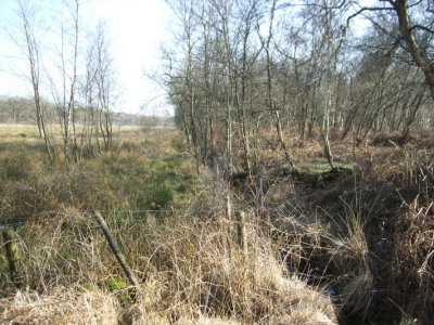 horsterweitjes 1.JPG
