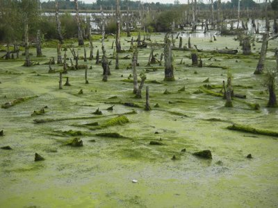 woekerend veenmos7909.JPG