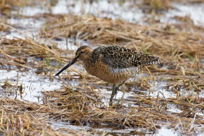 Long-billed Dowitcher