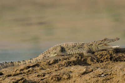 Gavial-Crocodil