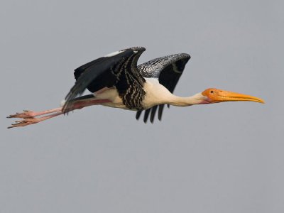 Herons-Storks