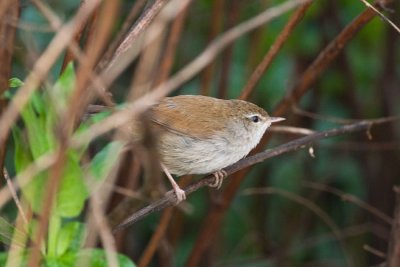 Cetti's Warbler