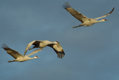 OGP_20100129_0269.jpg