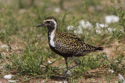 Pacific golden plover