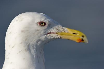 Glacous-winged Gull