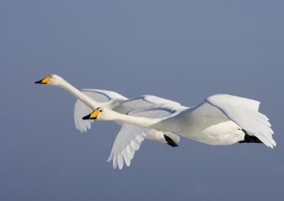 Whooper Swan