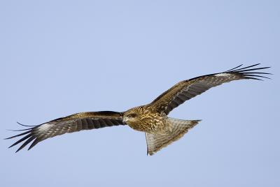 Black Kite