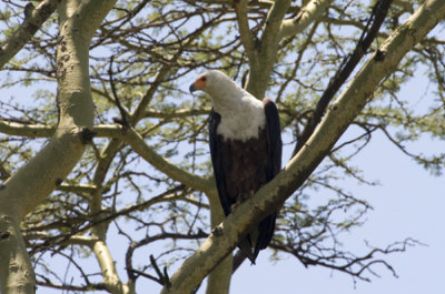 OGP_20071001_0058 African Fish Eagle.jpg