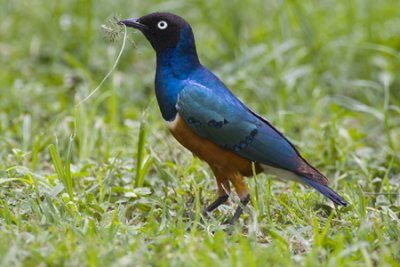 OGP_20071001_0442 superb starling.jpg