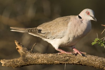 Ring-necked Dove