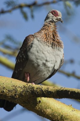 OGP_20071001_0478 speckled pigeon.jpg