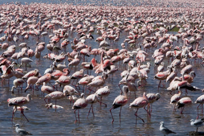 OGP_20071001_0492 flamingo.jpg