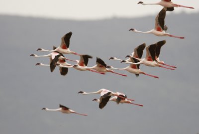 OGP_20071001_0600 lesser flamingo.jpg