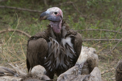OGP_20071001_0759 lapped-faced vulture.jpg