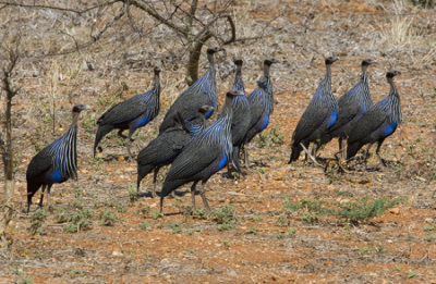 Vulterine Guineafowl