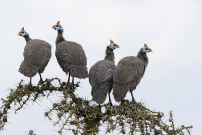 OGP_20071001_0884 helmeted guineafowl.jpg