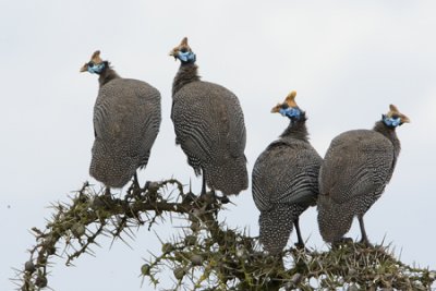 OGP_20071001_0887 helmeted guineafowl.jpg