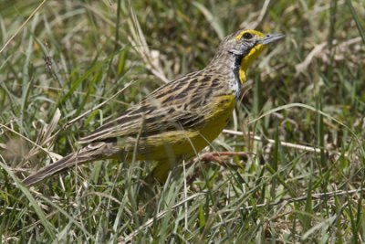 OGP_20071001_1389 yellow-throated longclaw.jpg