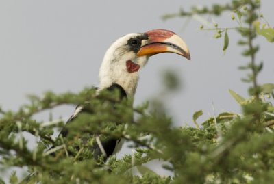 OGP_20071001_1447 von der decken's hornbill.jpg