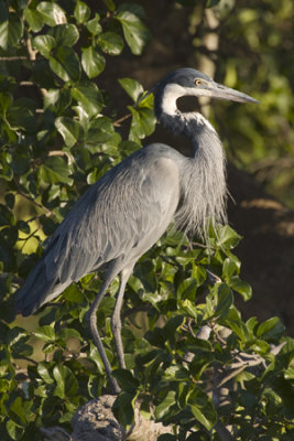 Black-headed Heron