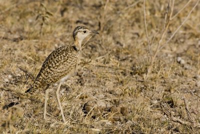 OGP_20071001_1731 somali courser.jpg
