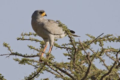 OGP_20071001_1753 eastern chanting goshawk.jpg