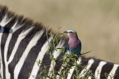 OGP_20071001_1819 lilac-breasted roller.jpg