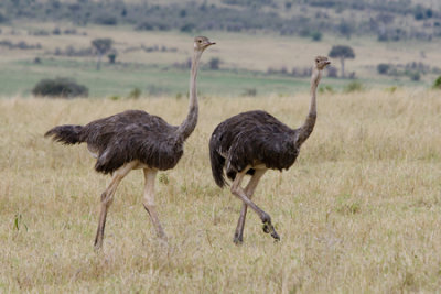 OGP_20071001_1967 common ostrich.jpg