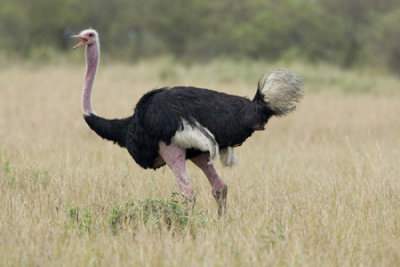 OGP_20071001_1986 common ostrich.jpg