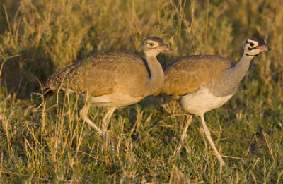 OGP_20071001_2060 white-bellied bustard.jpg